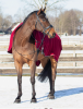 Derka treningowa polarowa ORNAMENT - QHP